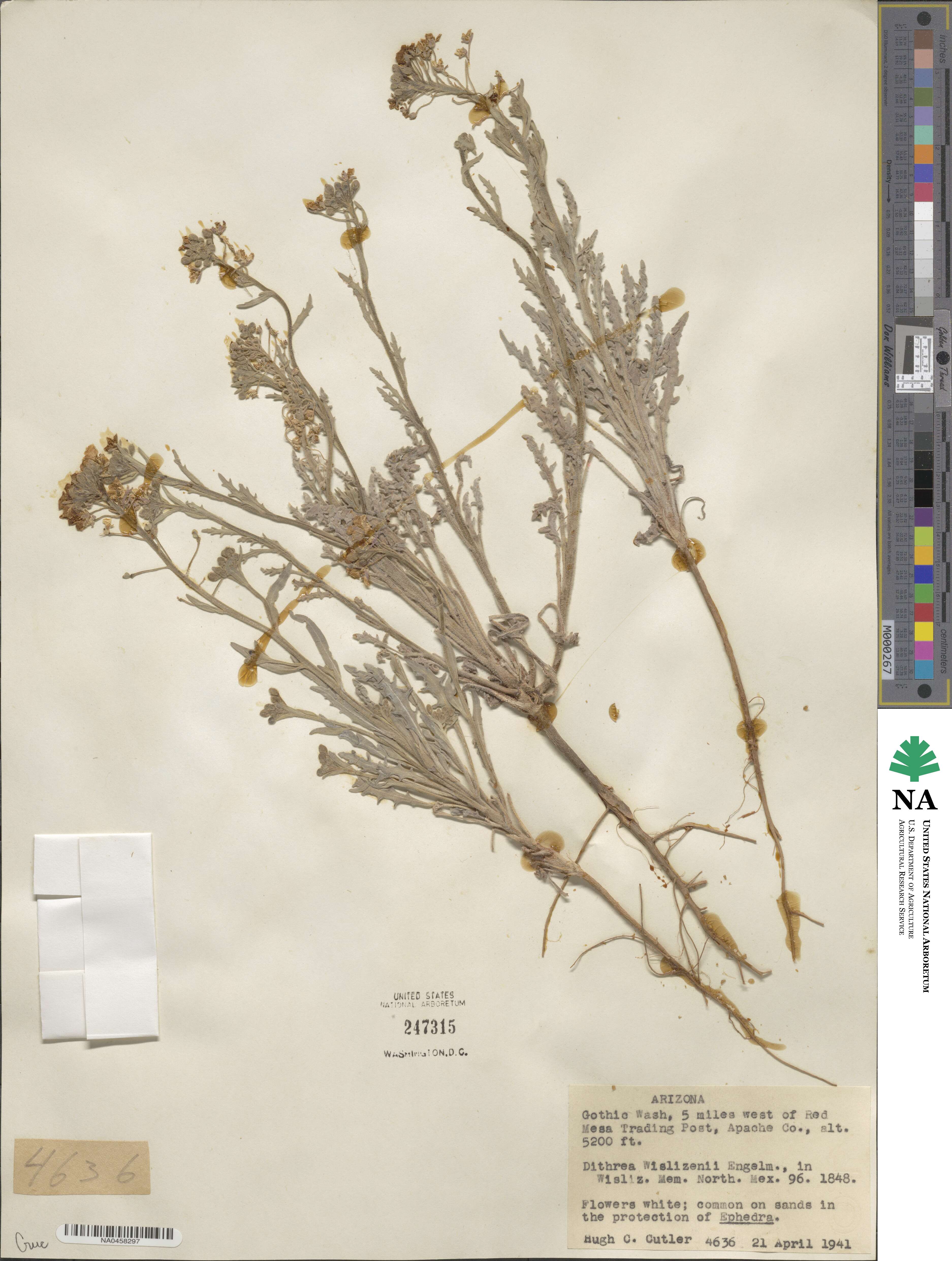 Dithyrea image