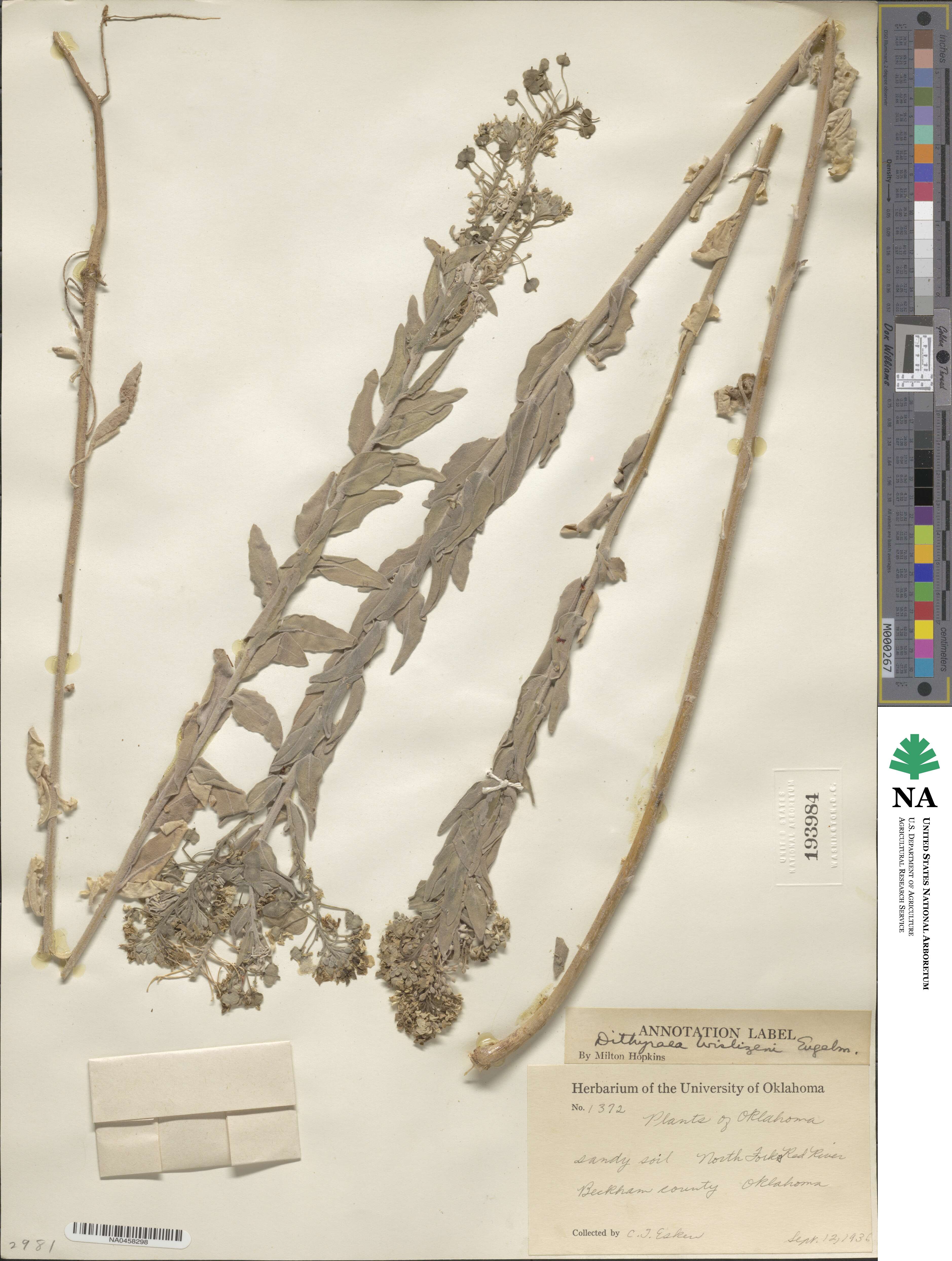 Dithyrea wislizeni image