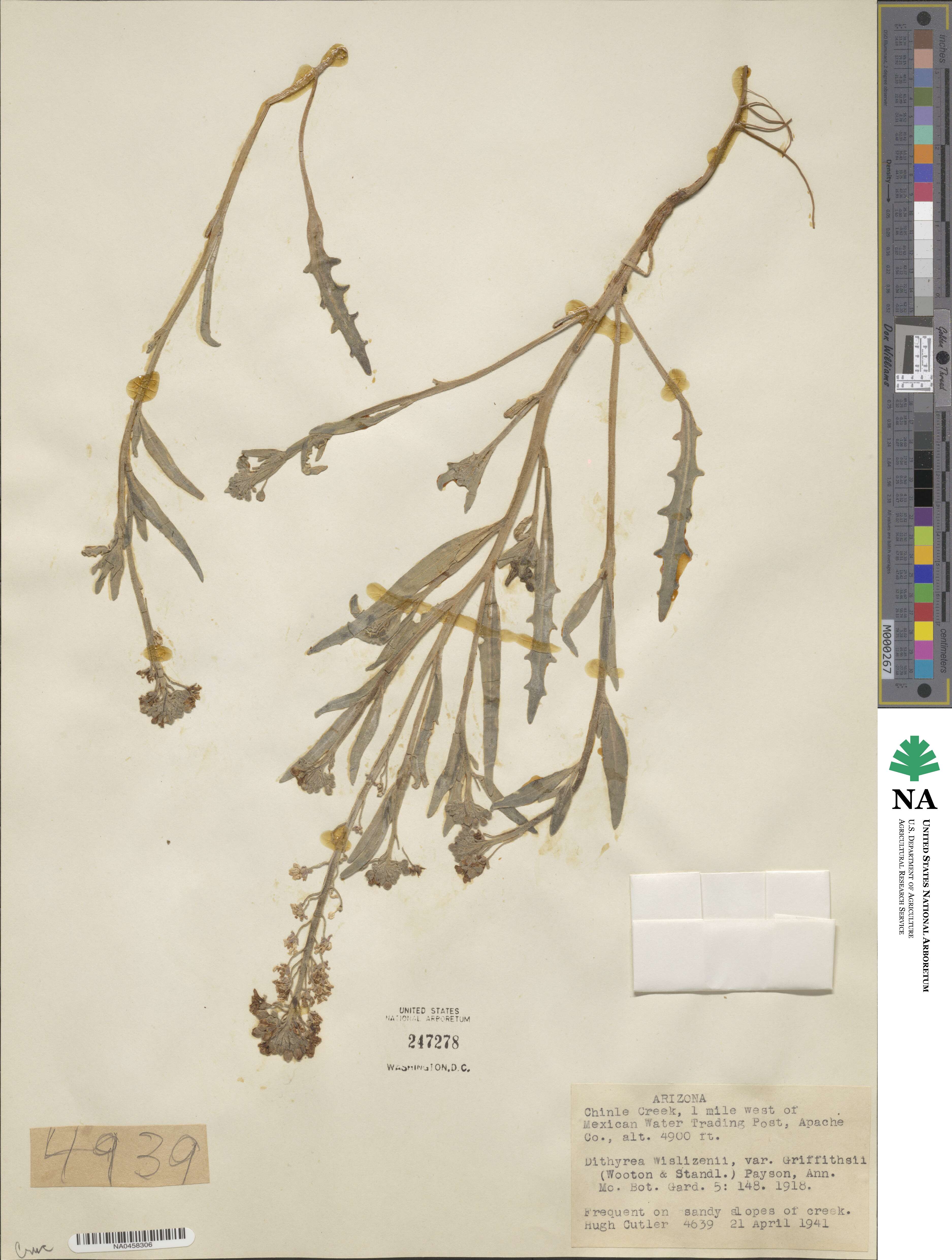 Dithyrea wislizeni var. griffithsii image