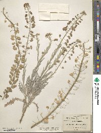 Dithyrea wislizeni image