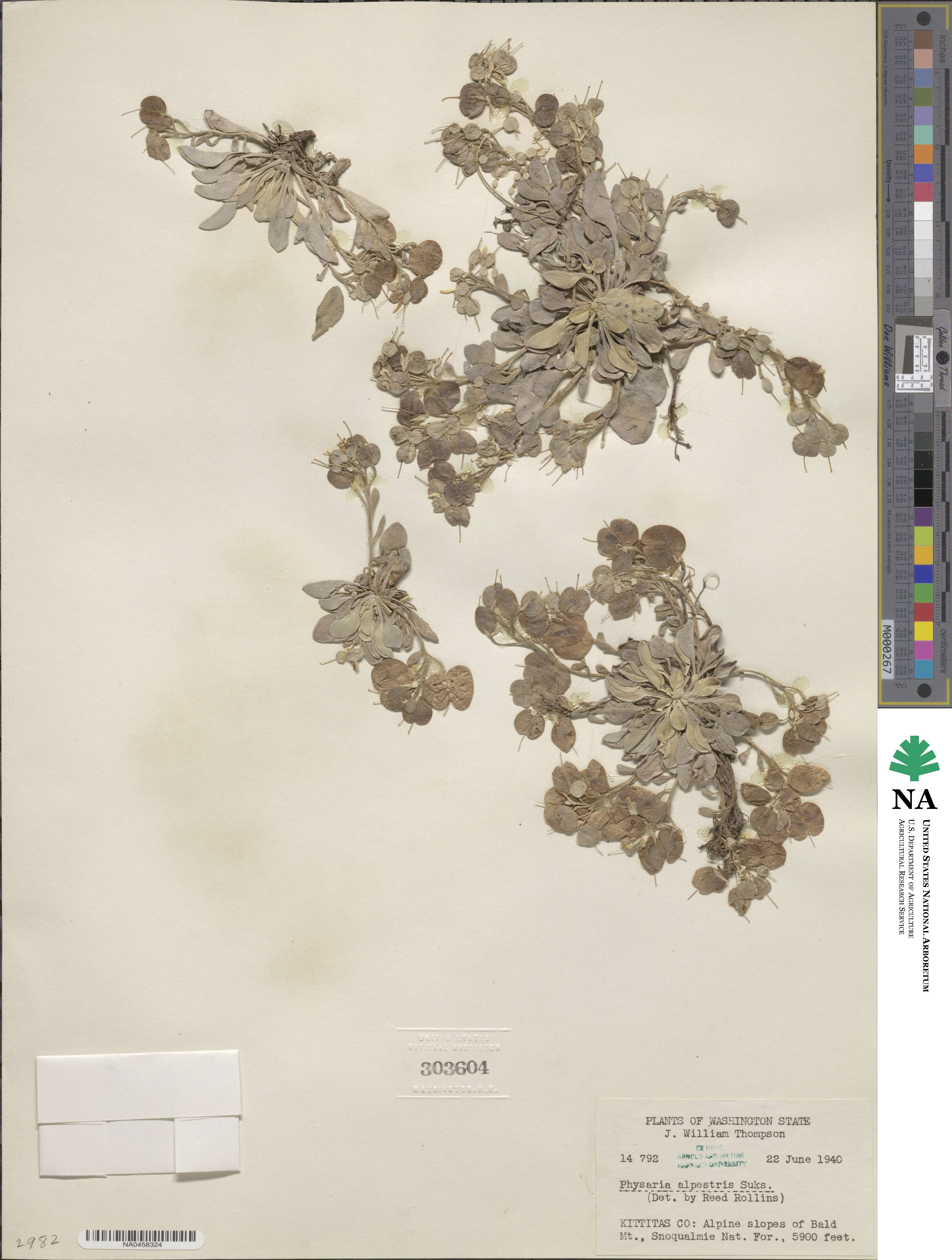 Physaria alpestris image