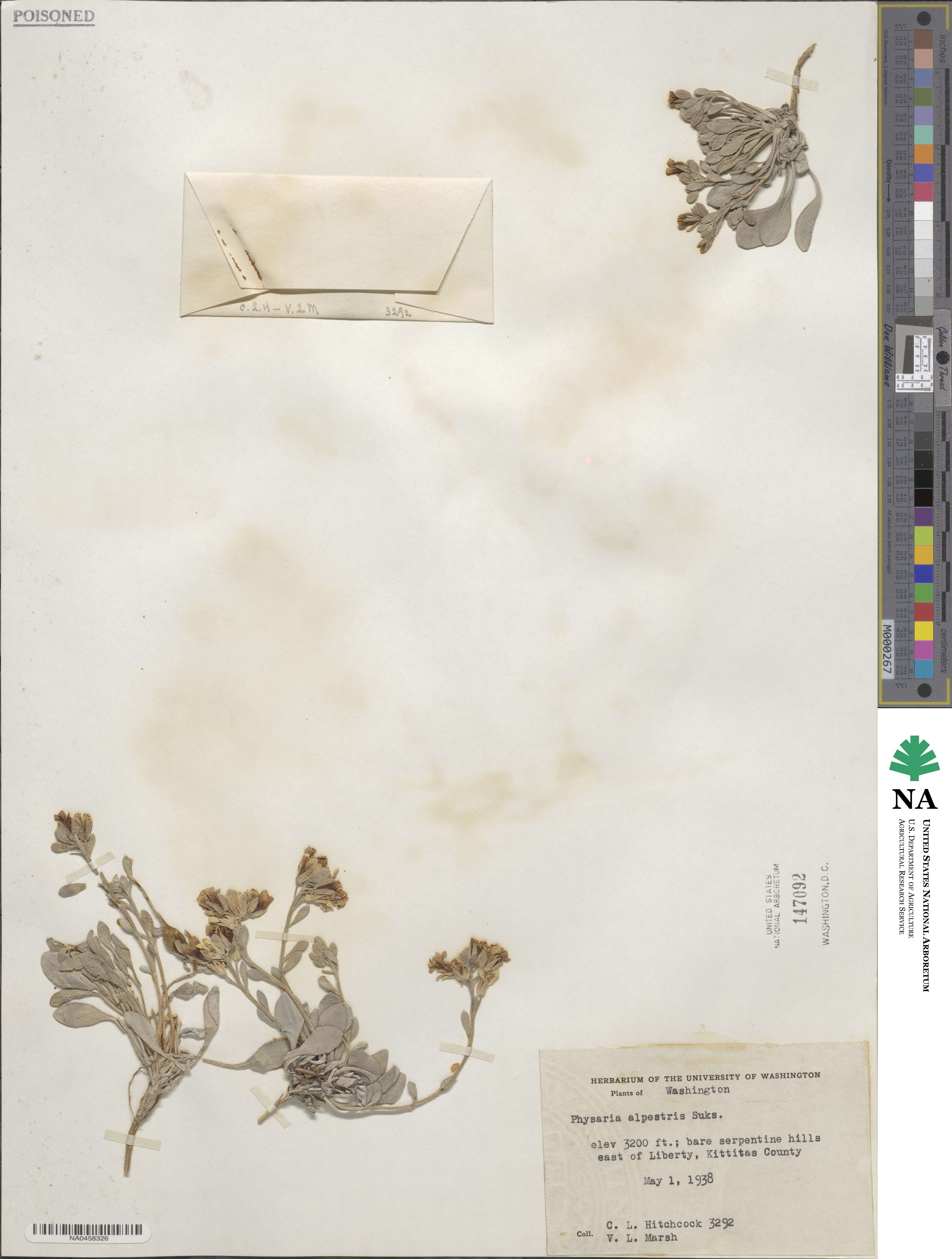 Physaria alpestris image