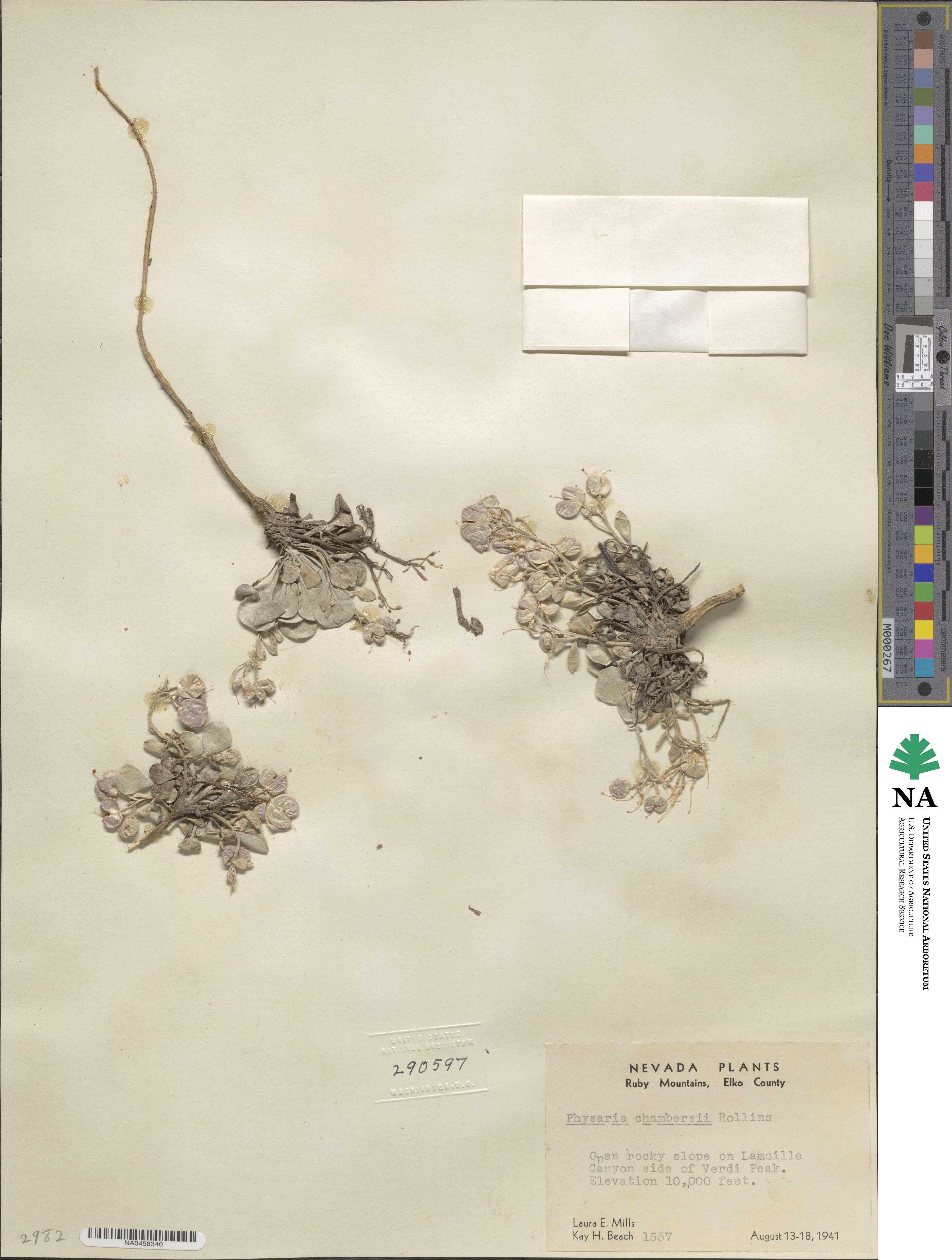 Physaria chambersii image