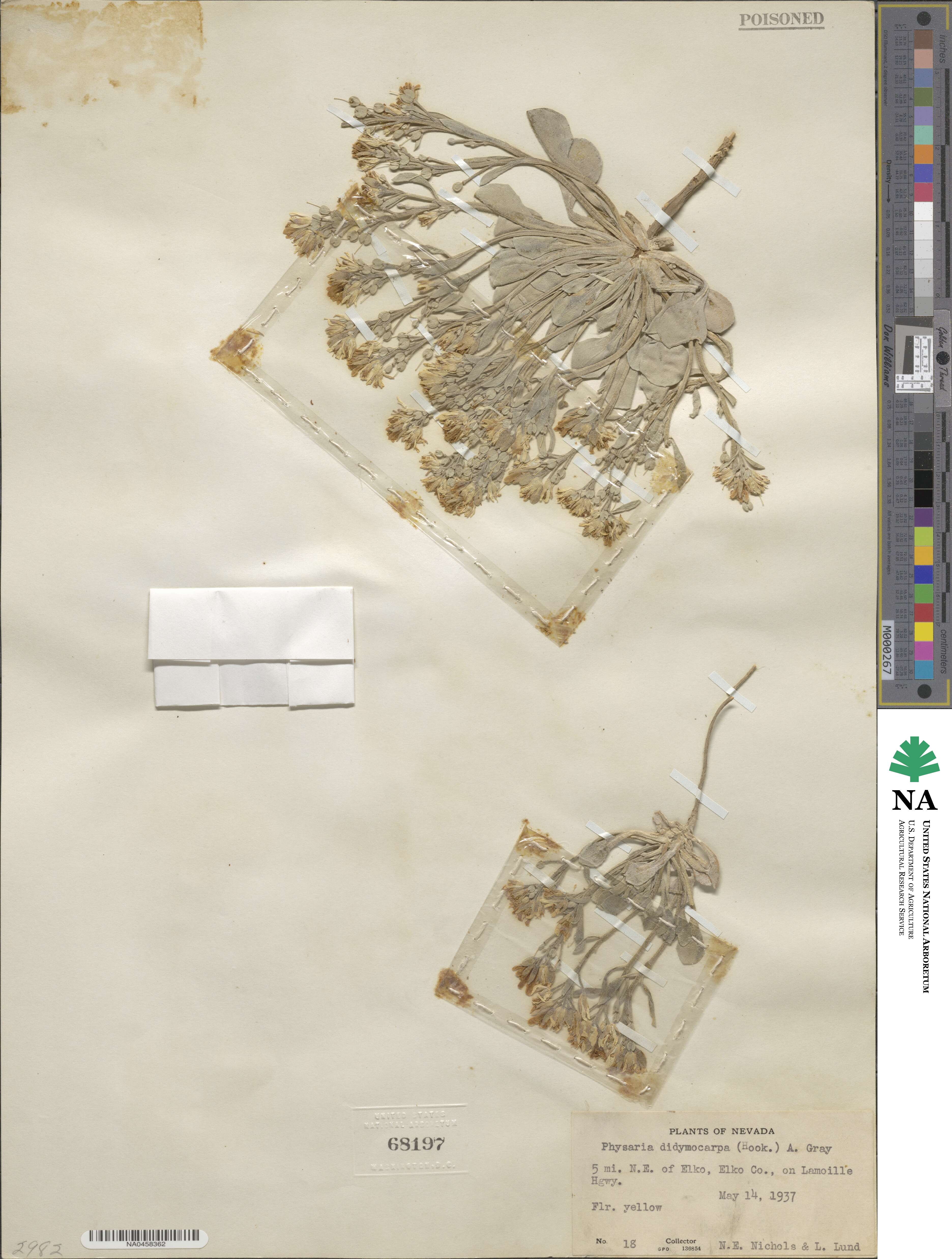 Physaria didymocarpa image