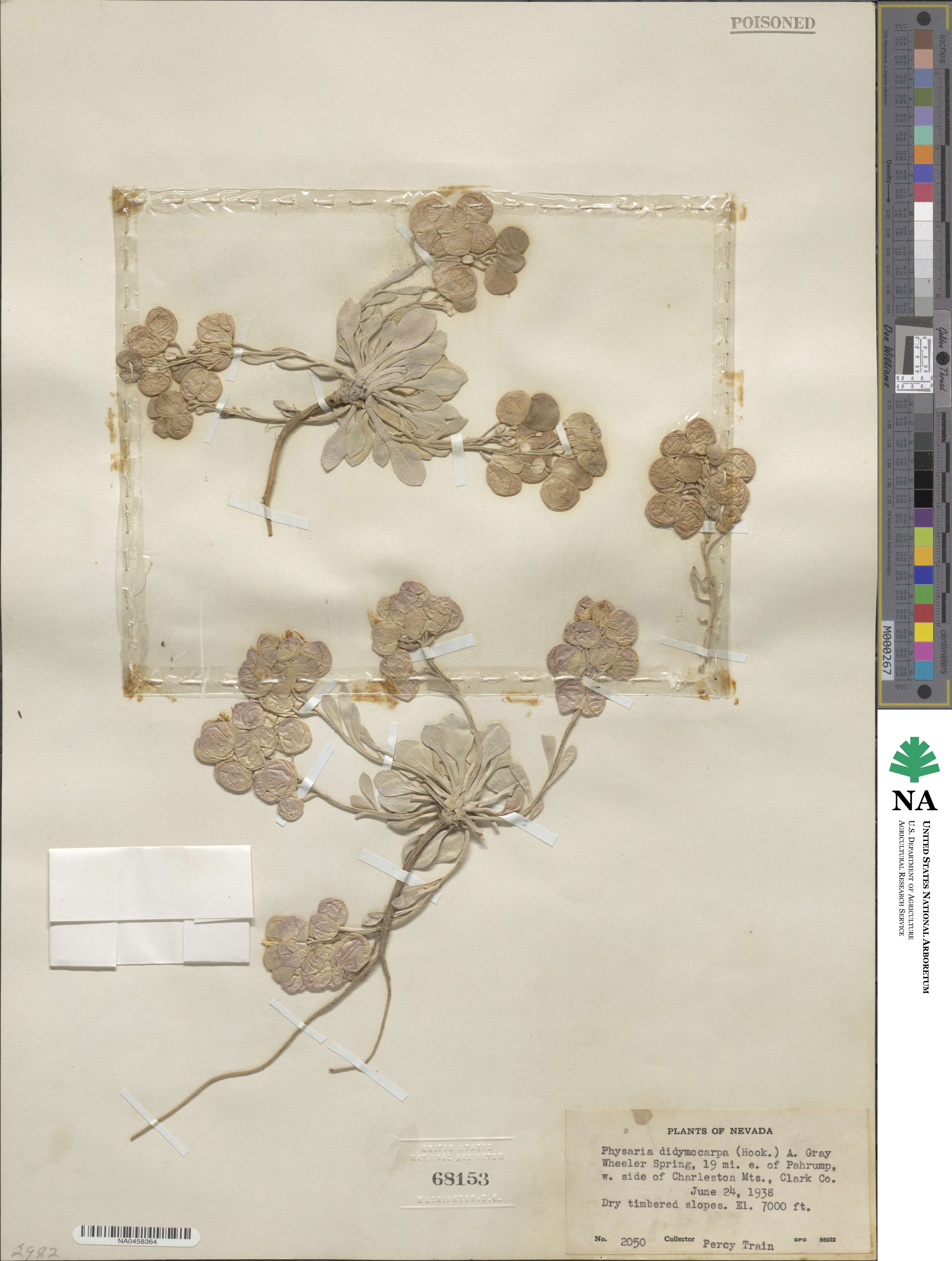 Physaria didymocarpa image