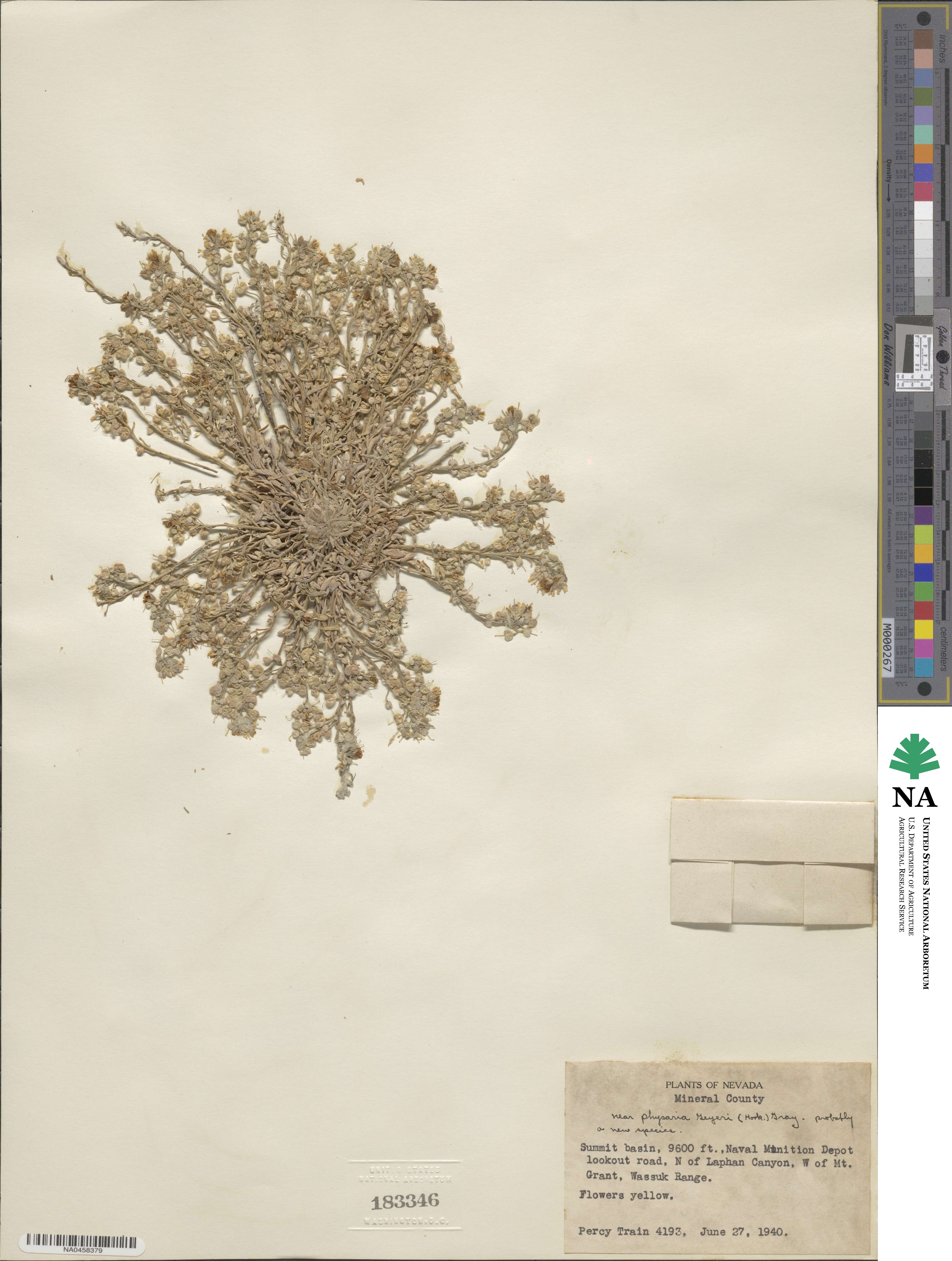 Physaria geyeri image