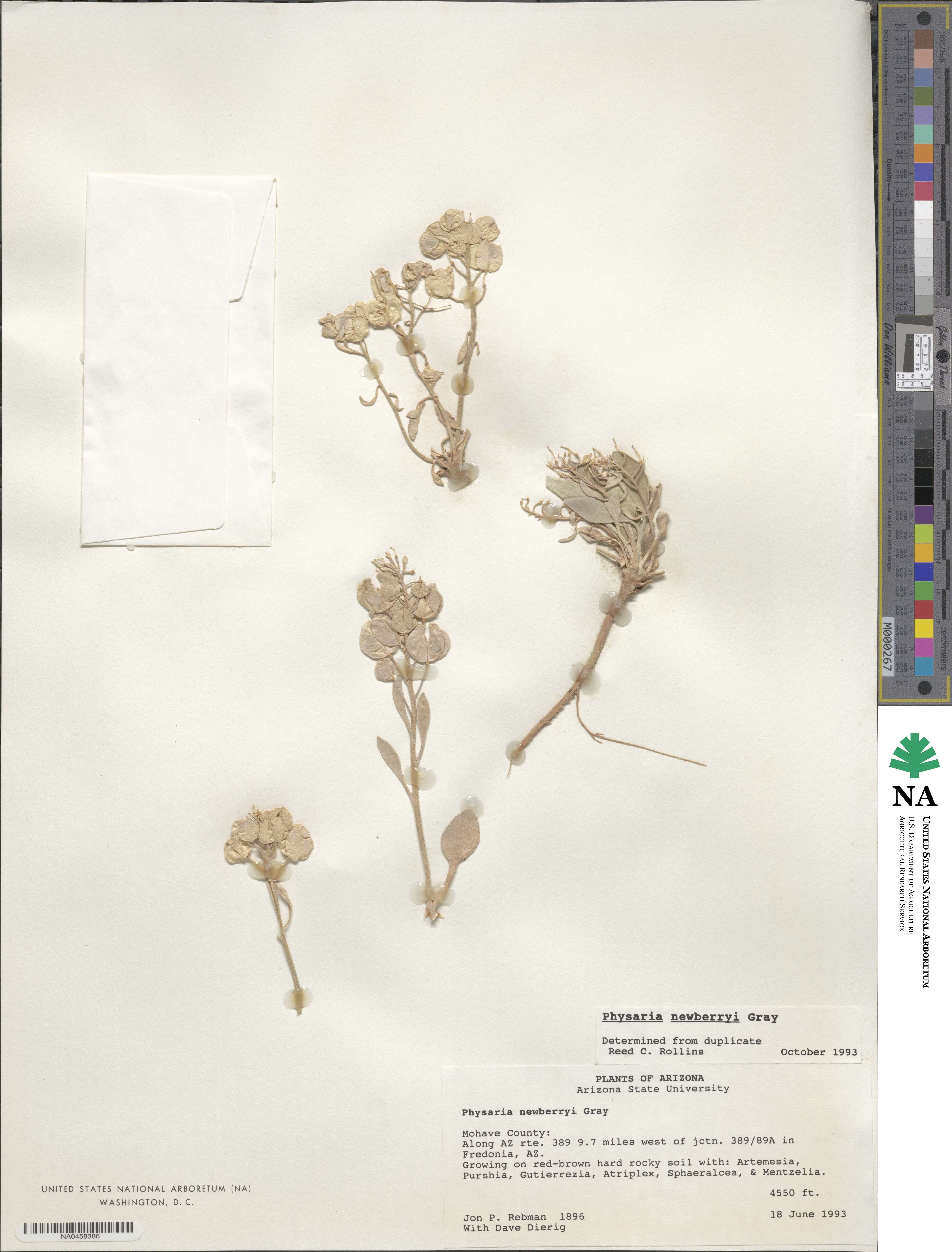 Physaria newberryi image