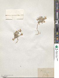 Physaria newberryi image