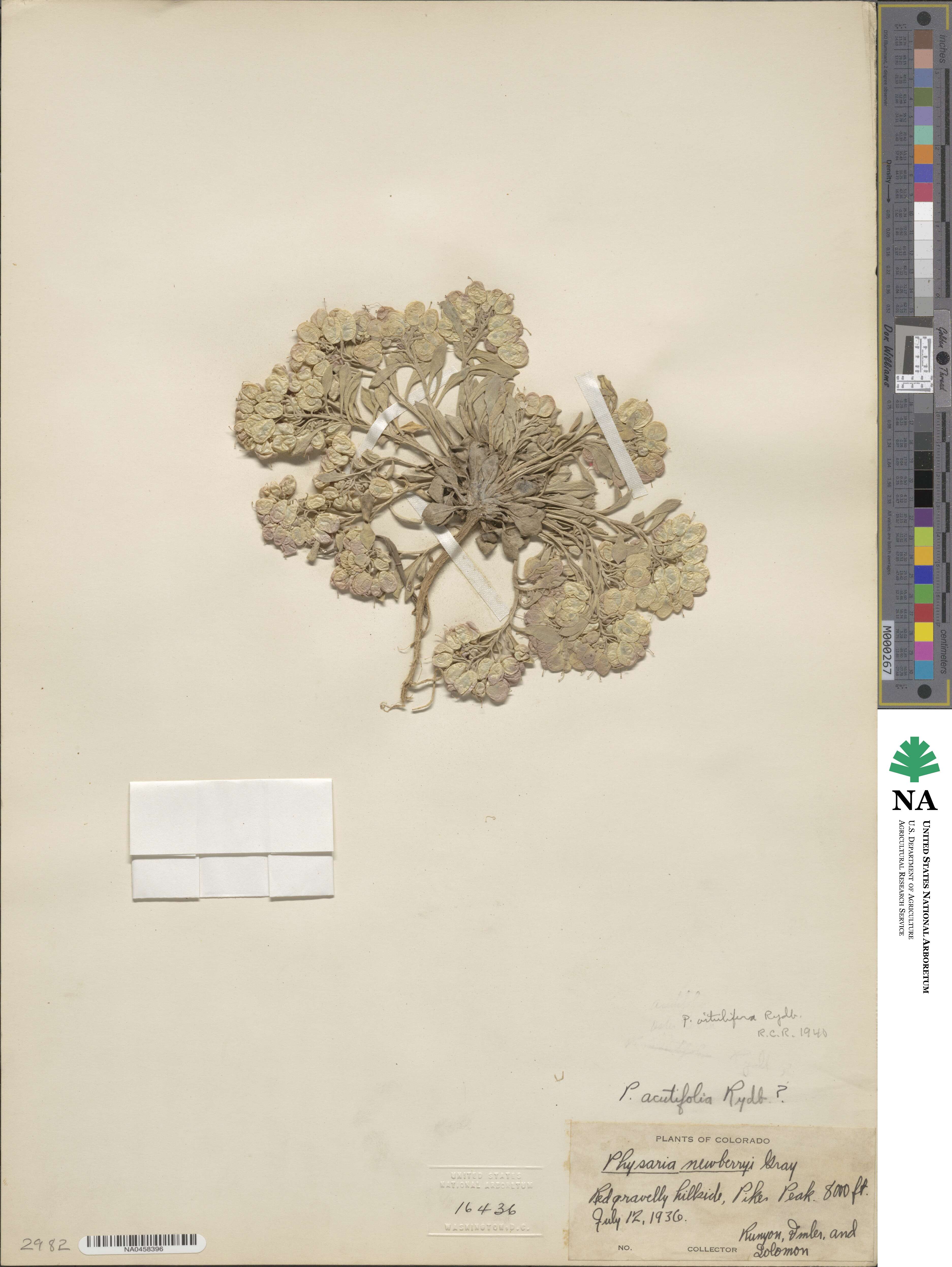 Physaria vitulifera image