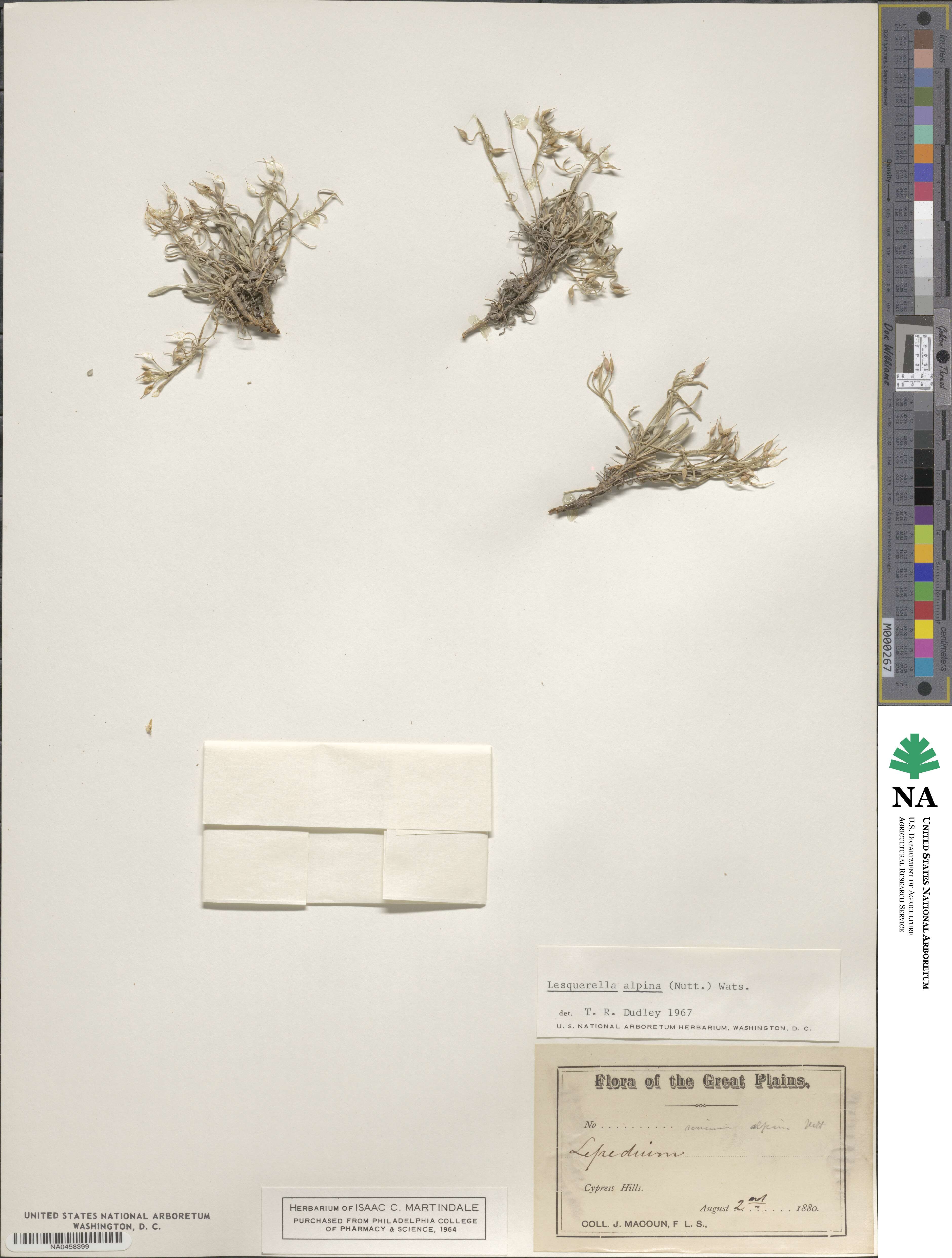 Physaria reediana image