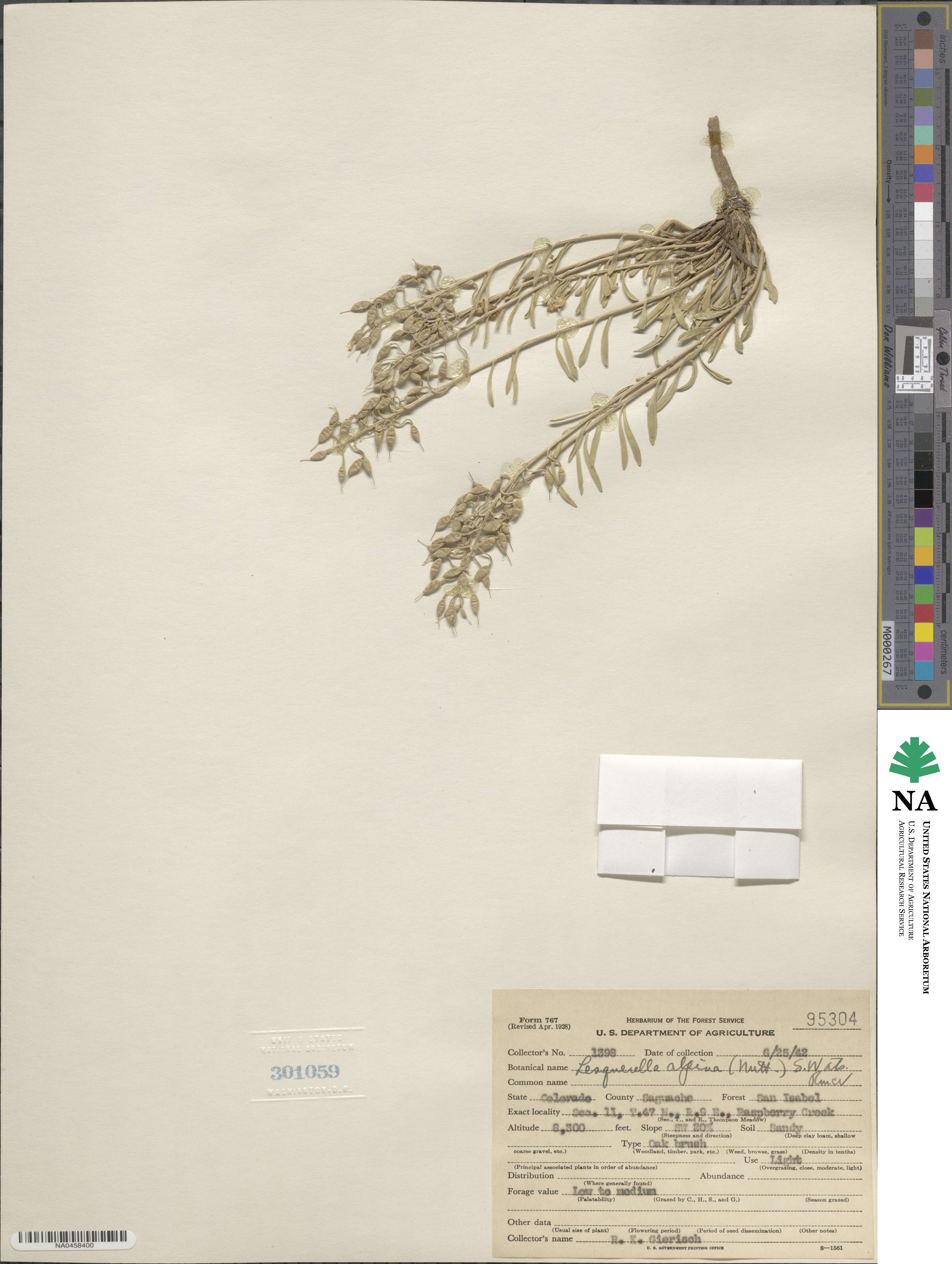 Physaria reediana image