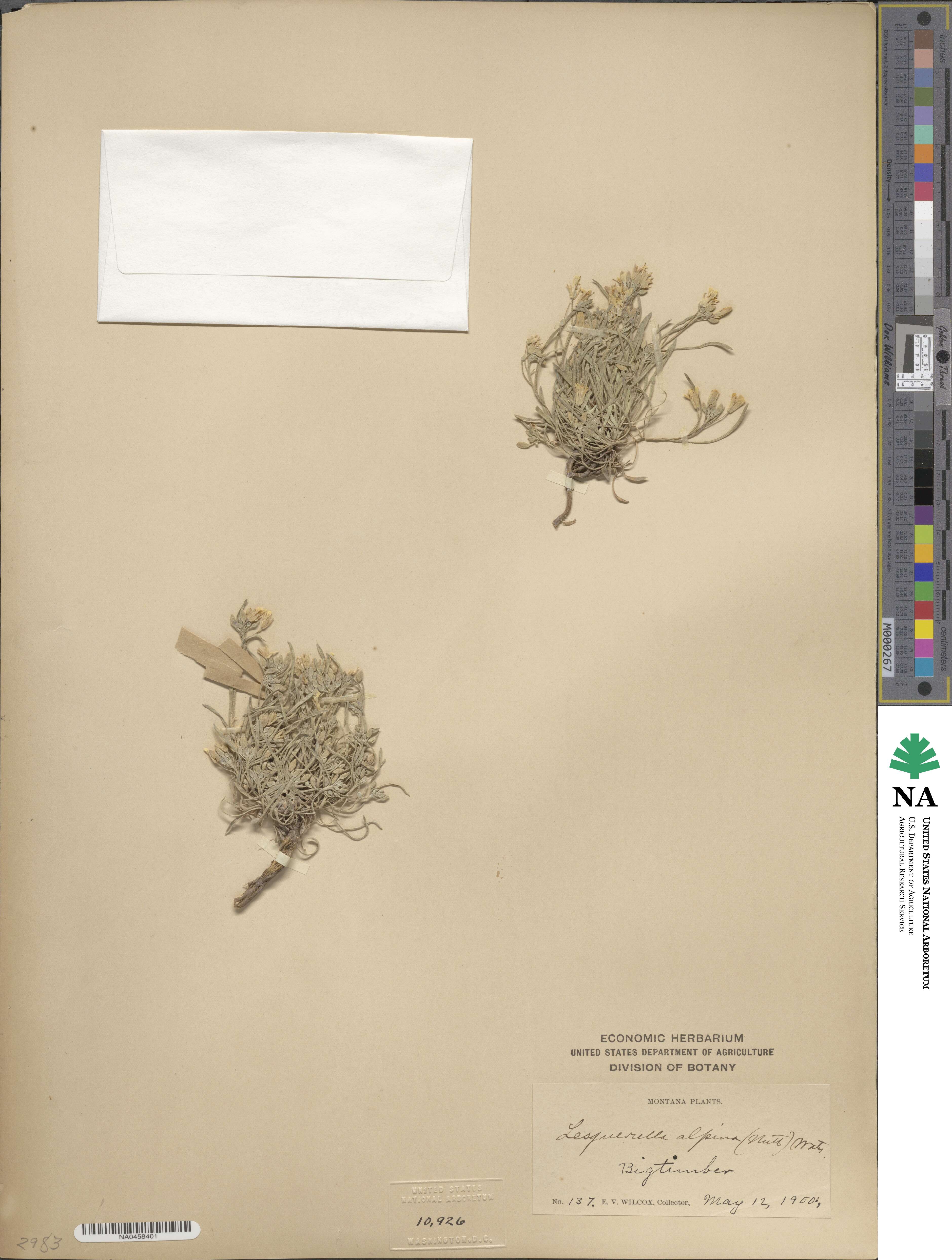 Physaria reediana image