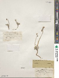 Image of Physaria arctica