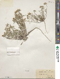 Lesquerella arenosa image