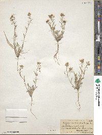 Lesquerella arenosa image