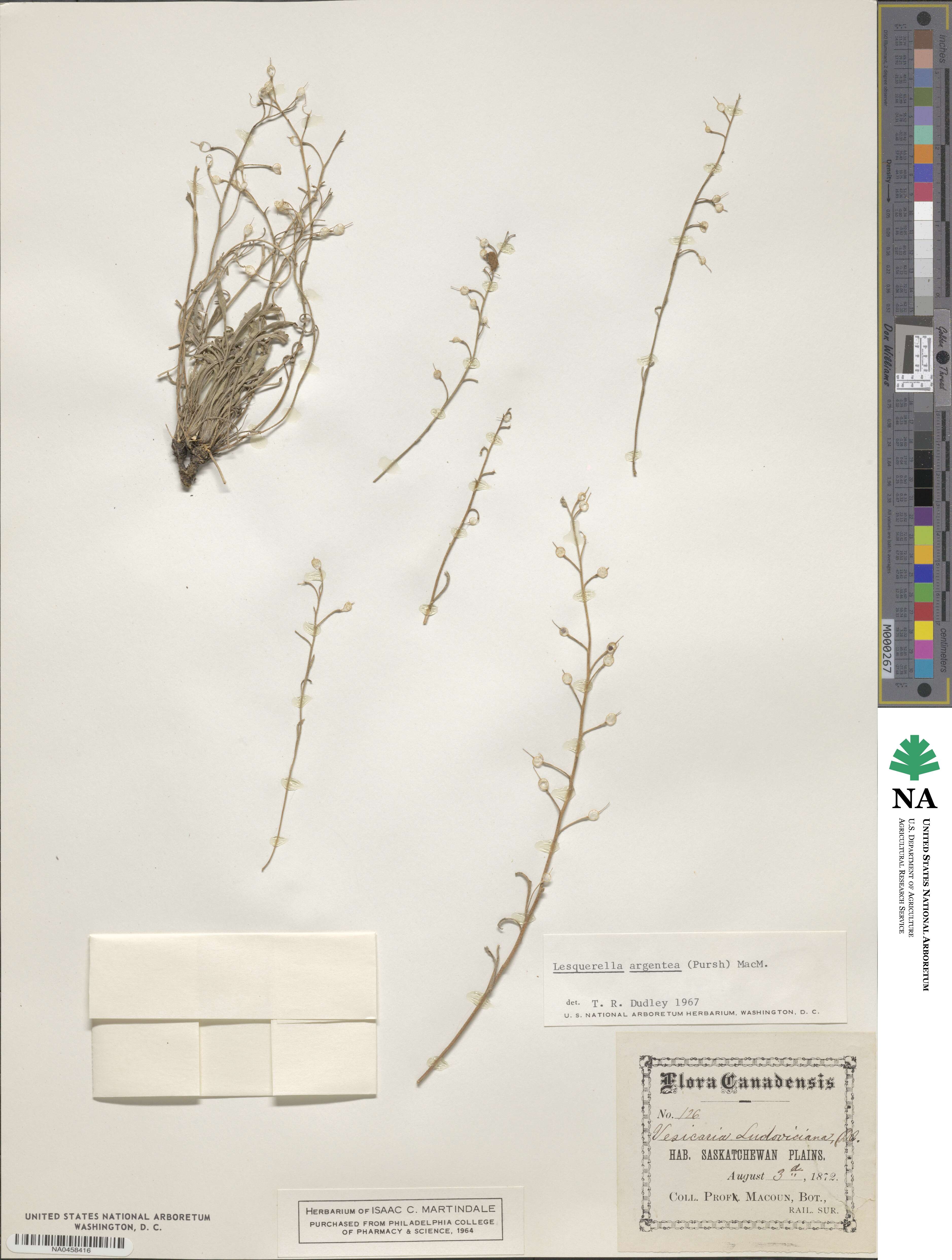 Physaria argentea image