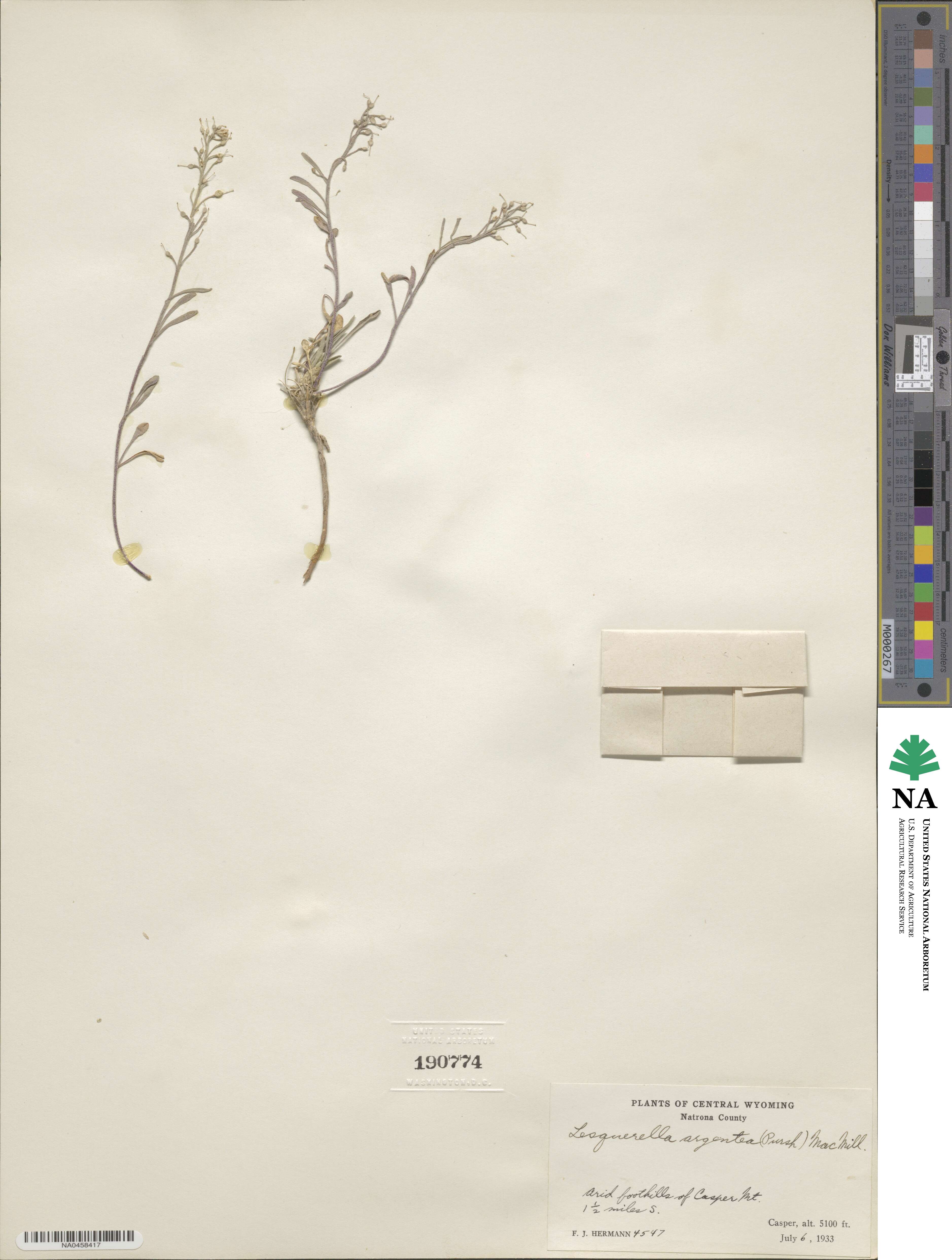 Physaria argentea image