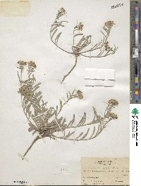 Physaria argentea image