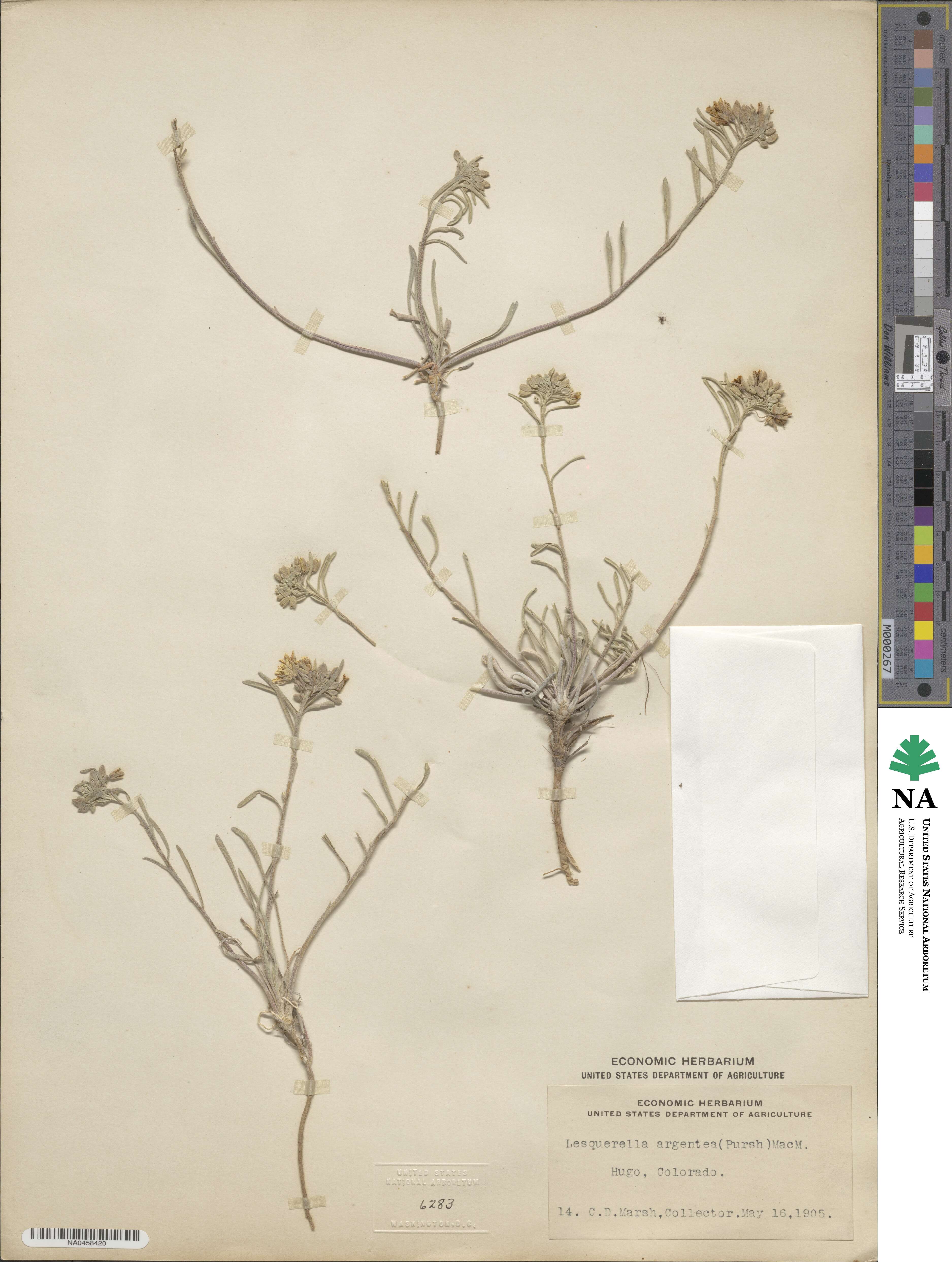 Physaria argentea image
