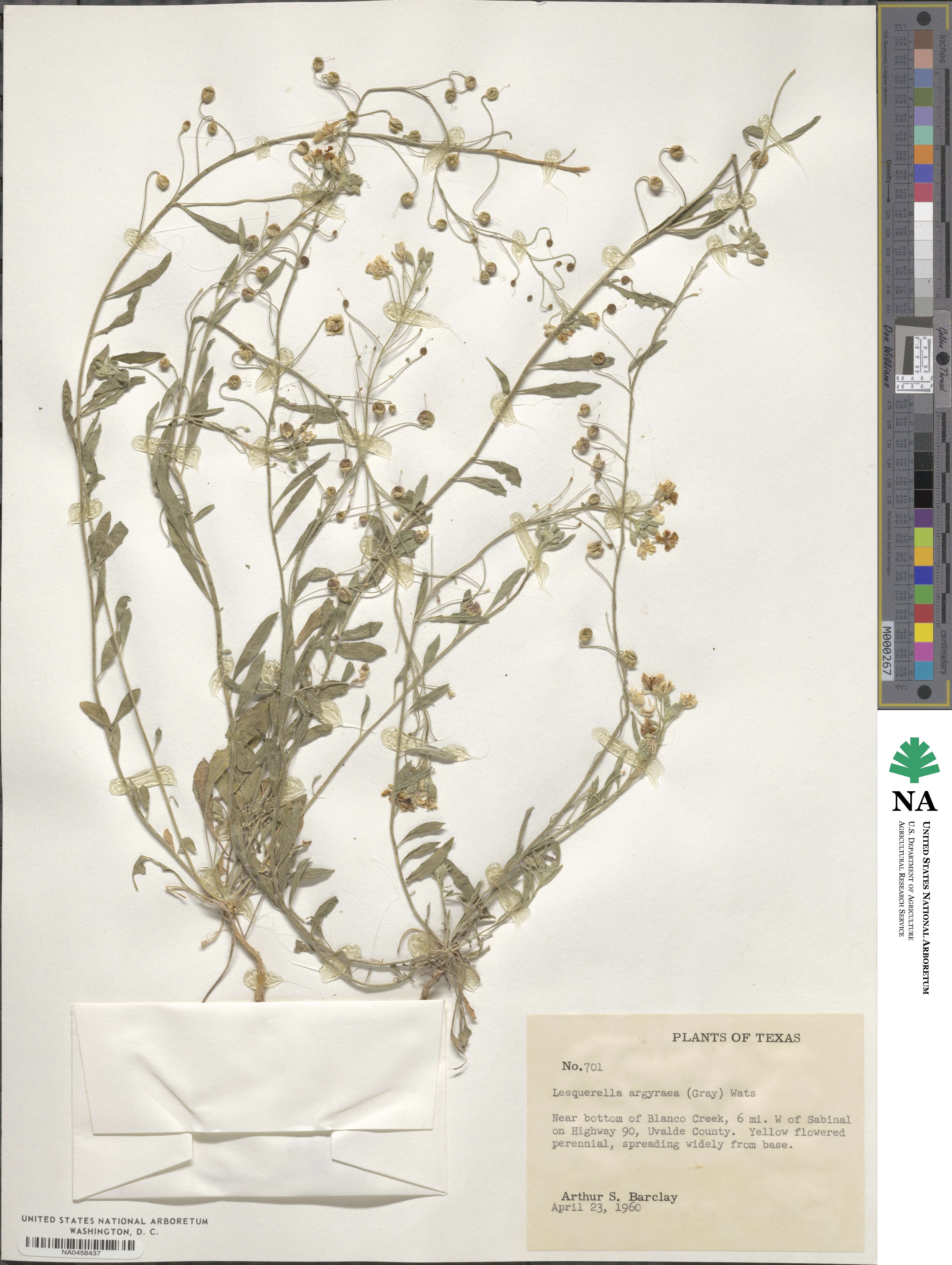 Physaria argyraea image