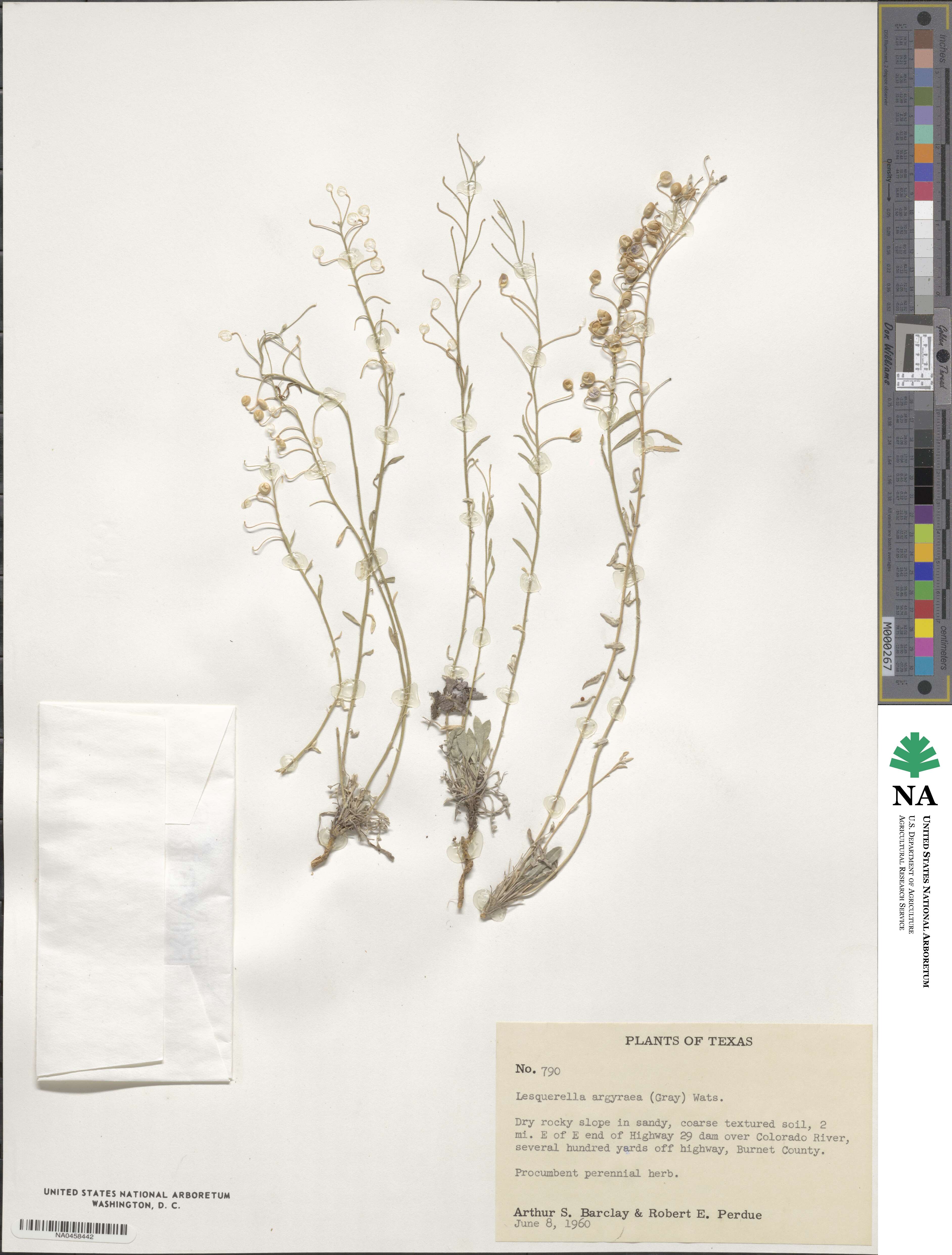 Physaria argyraea image