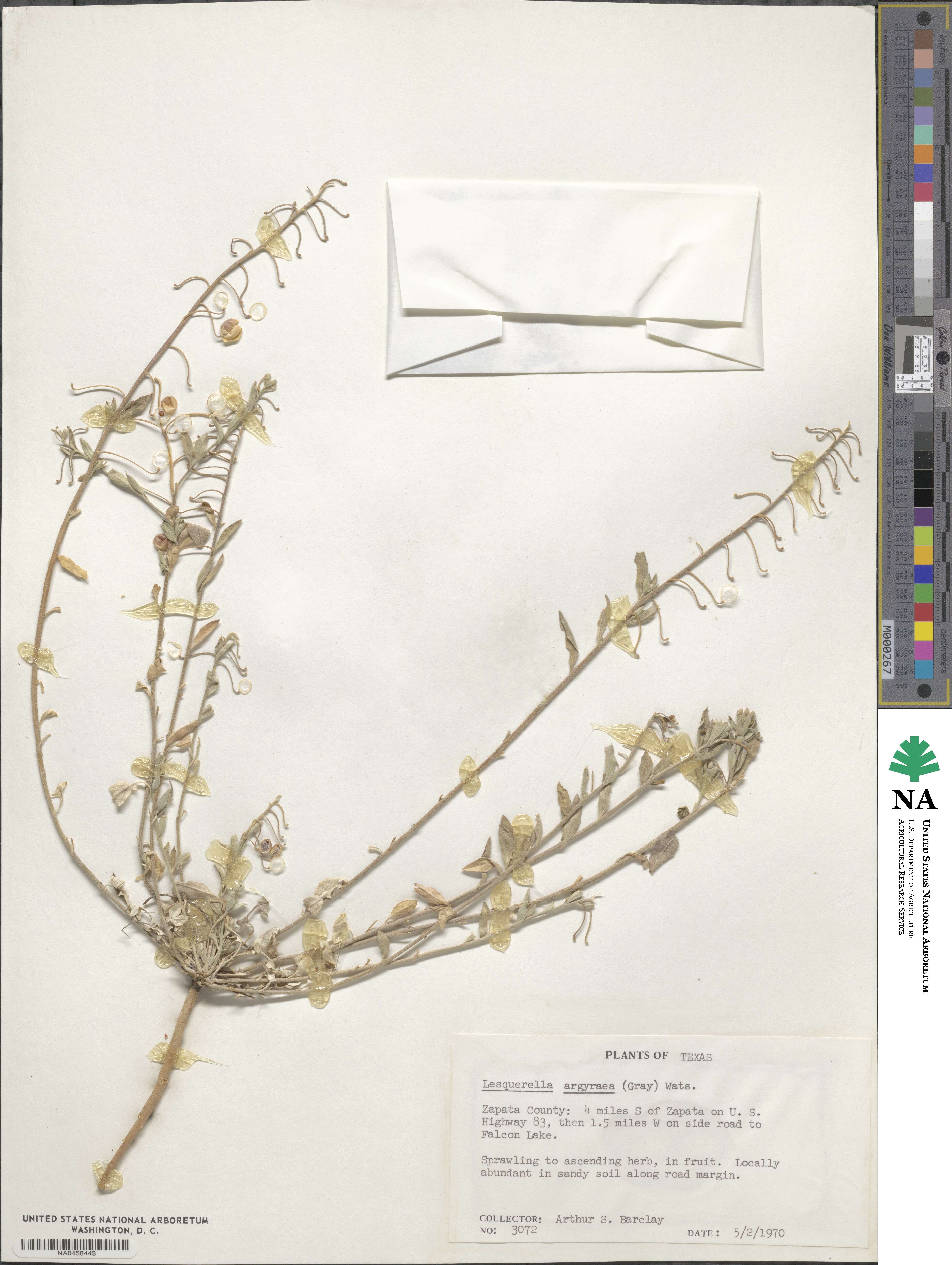 Physaria argyraea image