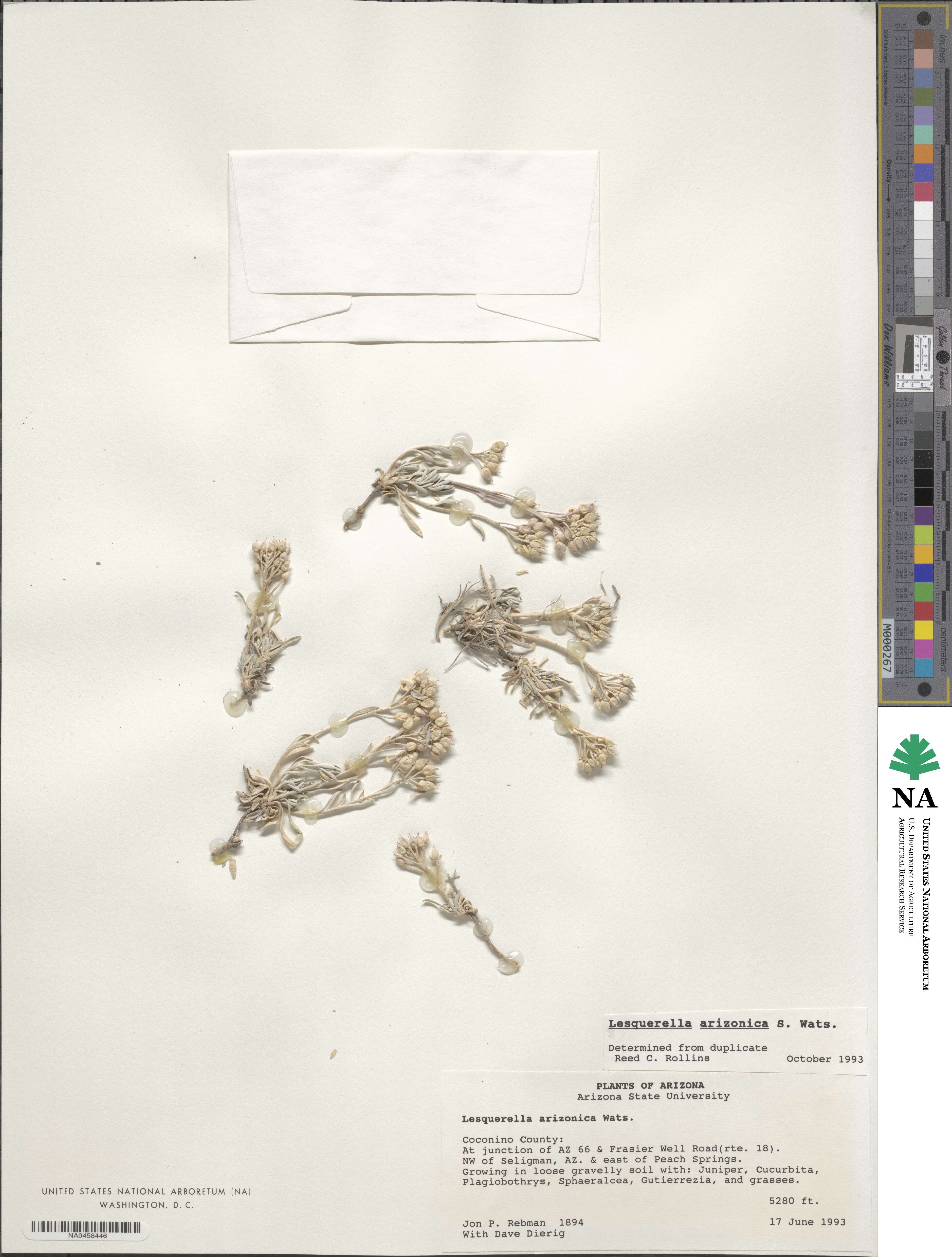 Physaria arizonica image