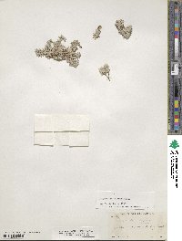 Physaria arizonica image