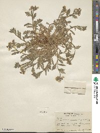 Paysonia auriculata image