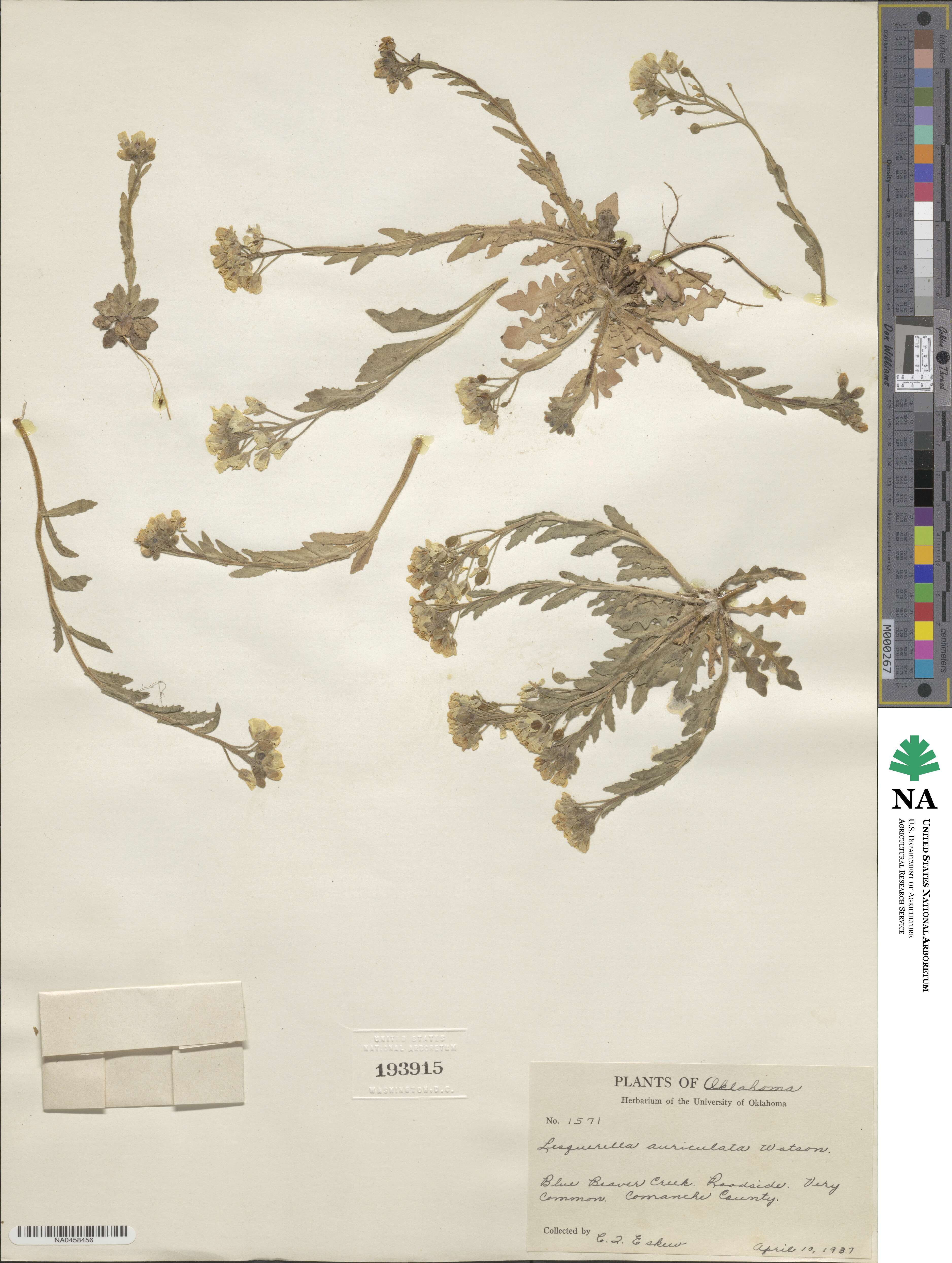 Paysonia auriculata image