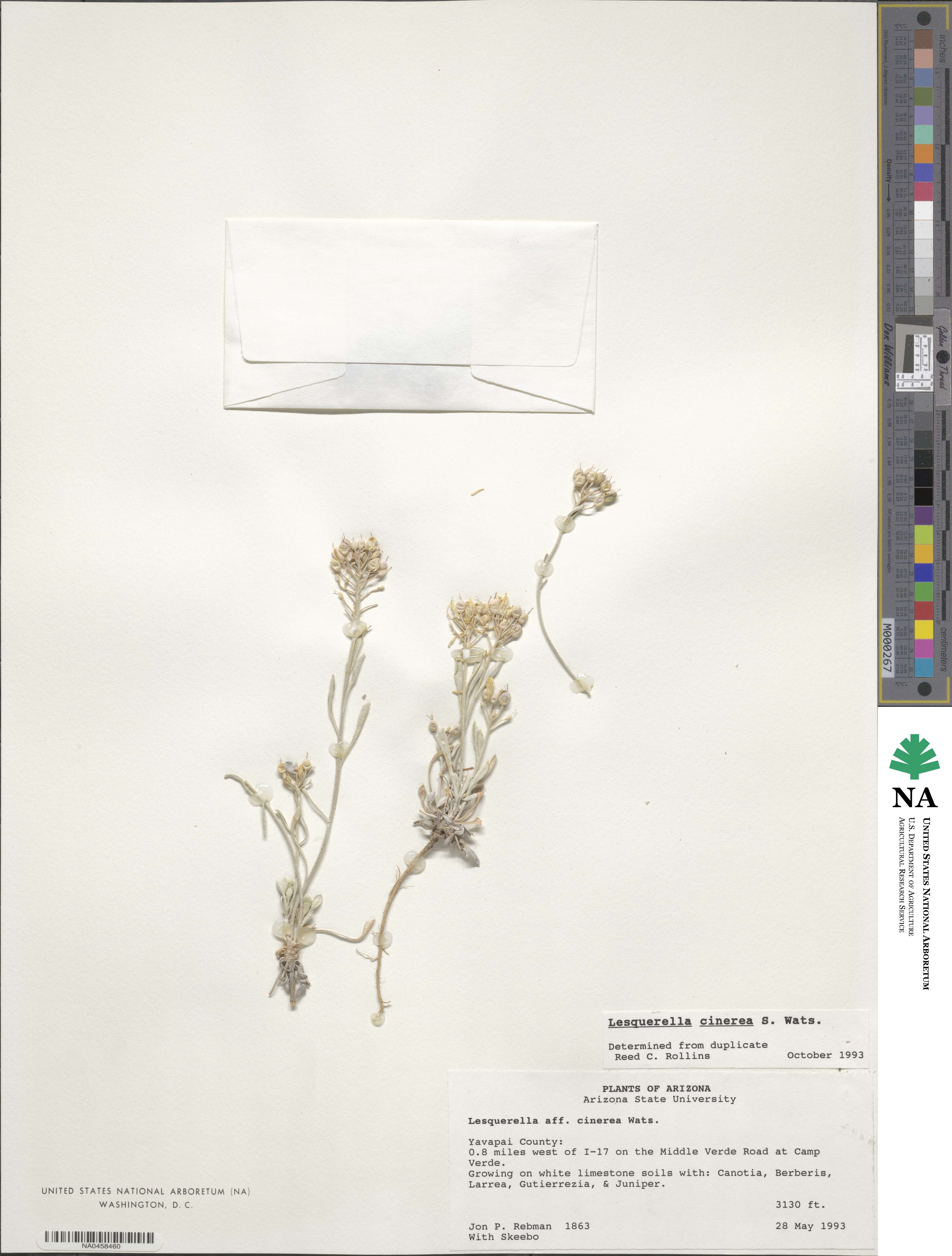 Physaria cinerea image