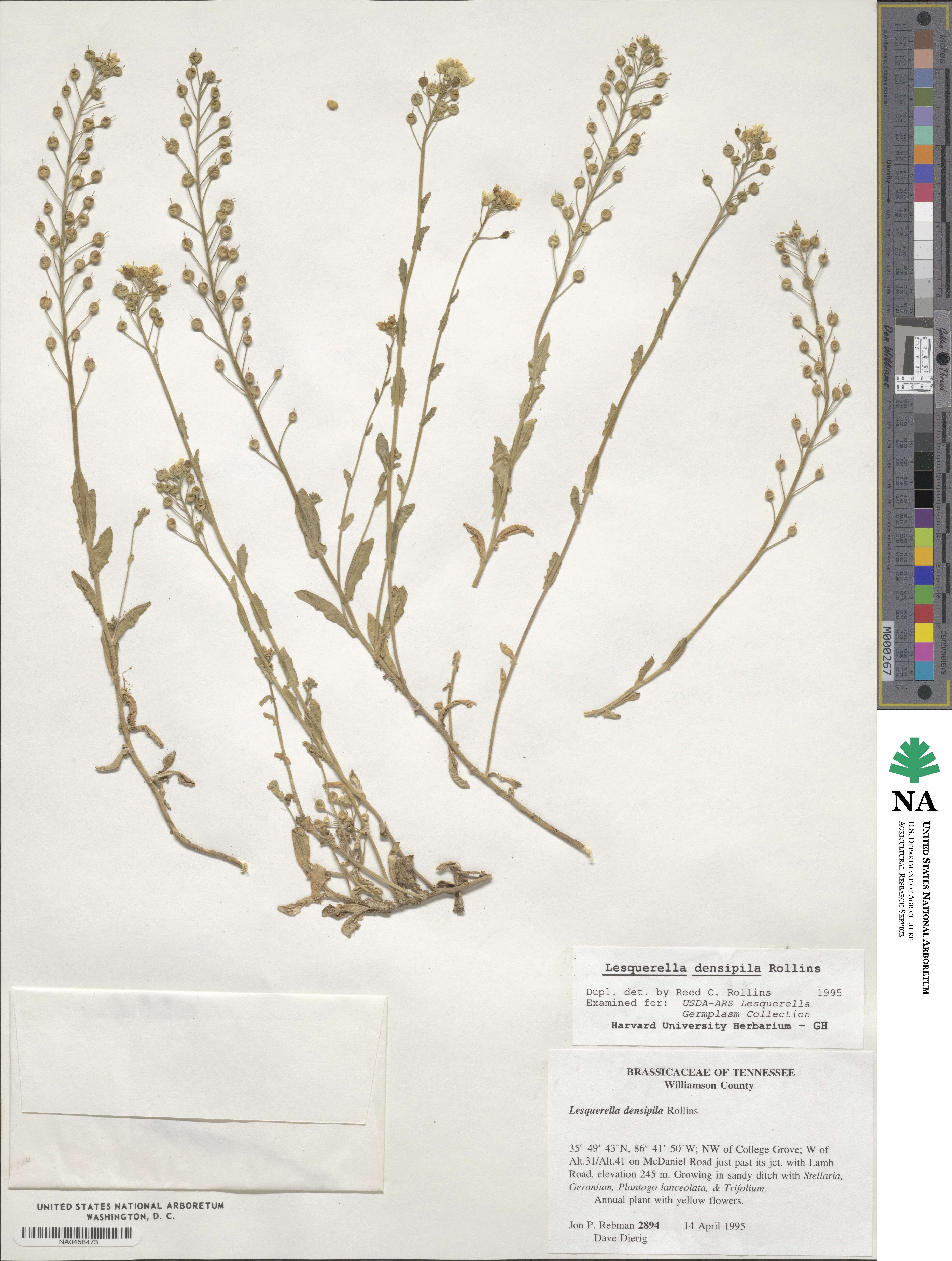 Paysonia densipila image