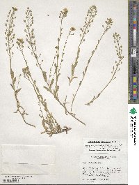 Paysonia densipila image