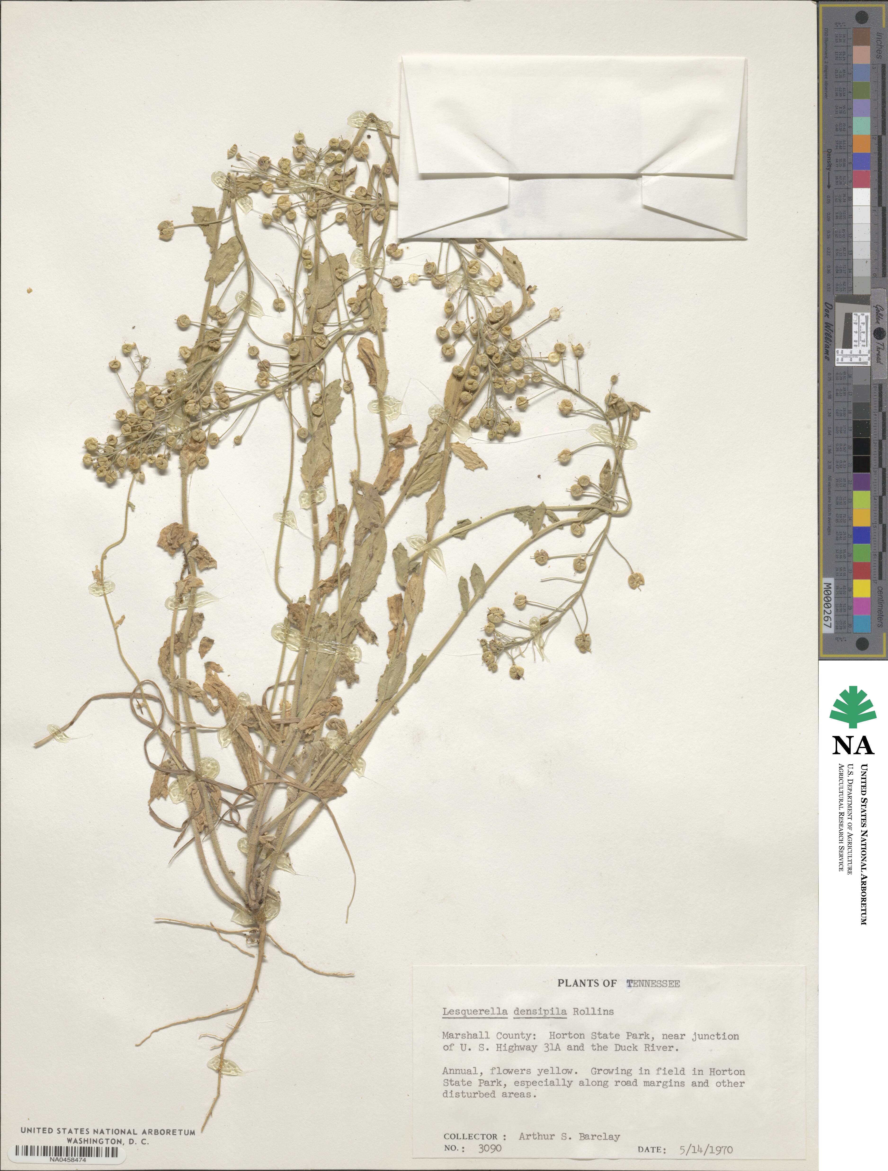 Paysonia densipila image
