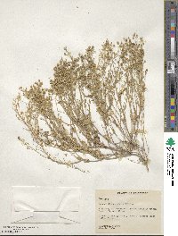 Paysonia densipila image