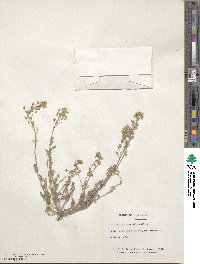 Paysonia densipila image