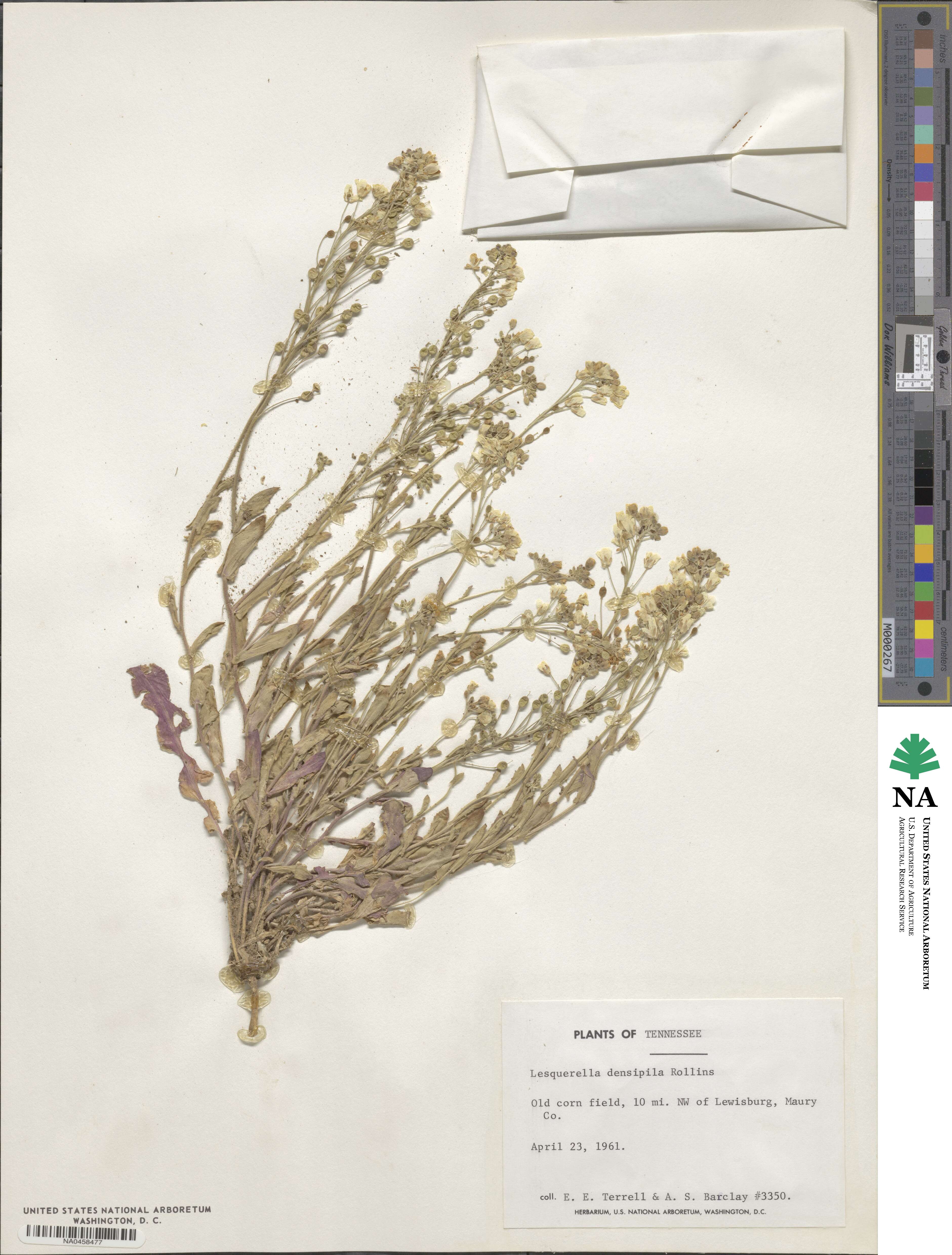 Paysonia densipila image
