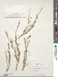 Paysonia densipila image
