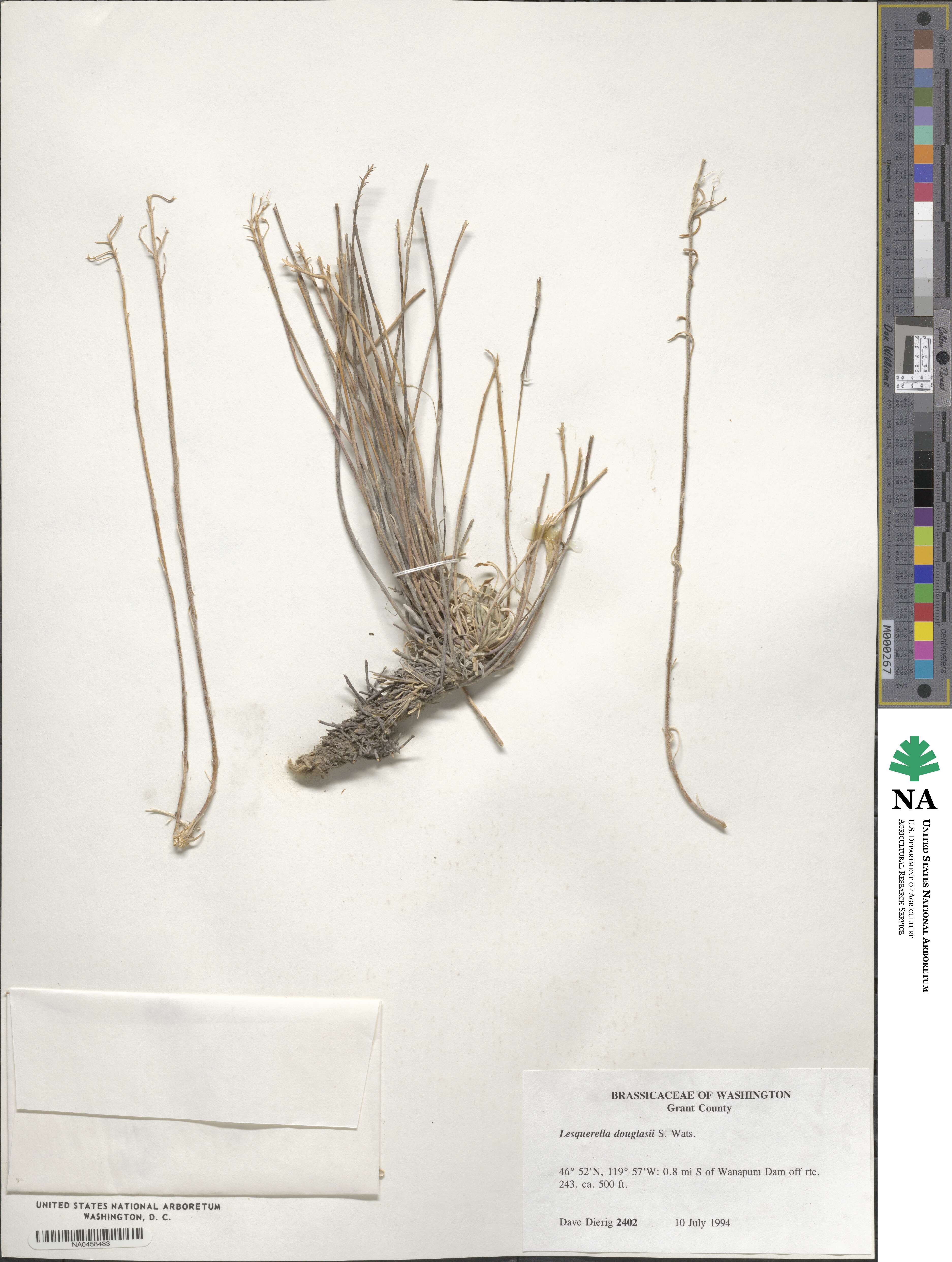 Lesquerella douglasii image