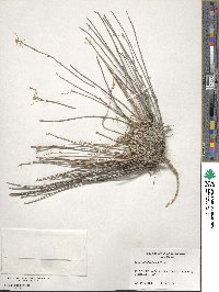 Lesquerella douglasii image