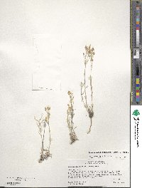 Physaria fendleri image