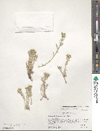 Physaria fendleri image