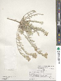 Physaria fendleri image