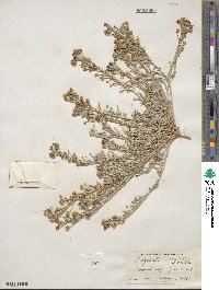 Physaria fendleri image