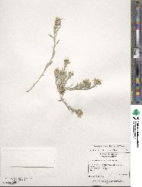 Physaria fendleri image