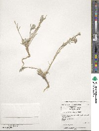 Physaria fendleri image