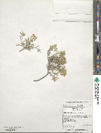 Physaria fendleri image