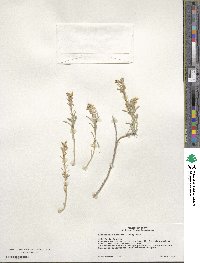 Physaria fendleri image