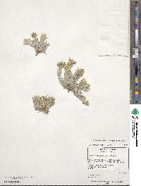 Physaria fendleri image
