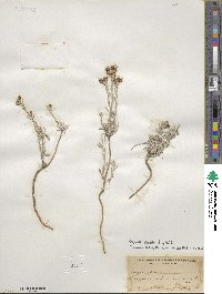 Physaria fendleri image